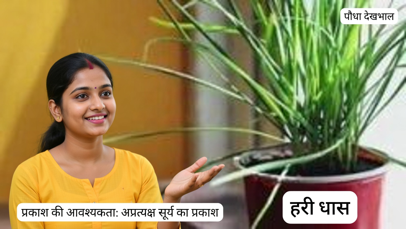 प्राकृतिक कीट नियंत्रण: एफिड्स और घोंघों को दूर भगाने के लिए तीखी लाल मिर्च का उपयोग