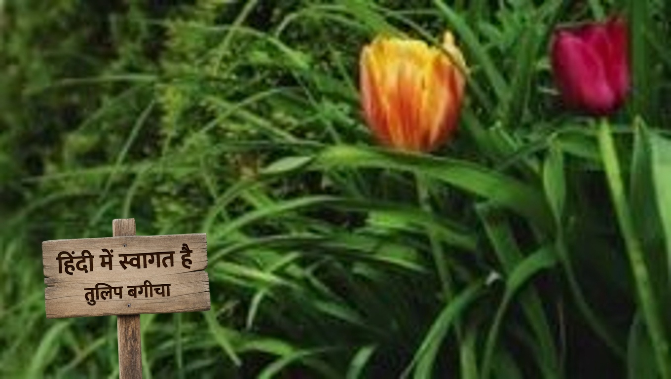 प्राकृतिक कीट नियंत्रण: एफिड्स और घोंघों को दूर भगाने के लिए तीखी लाल मिर्च का उपयोग