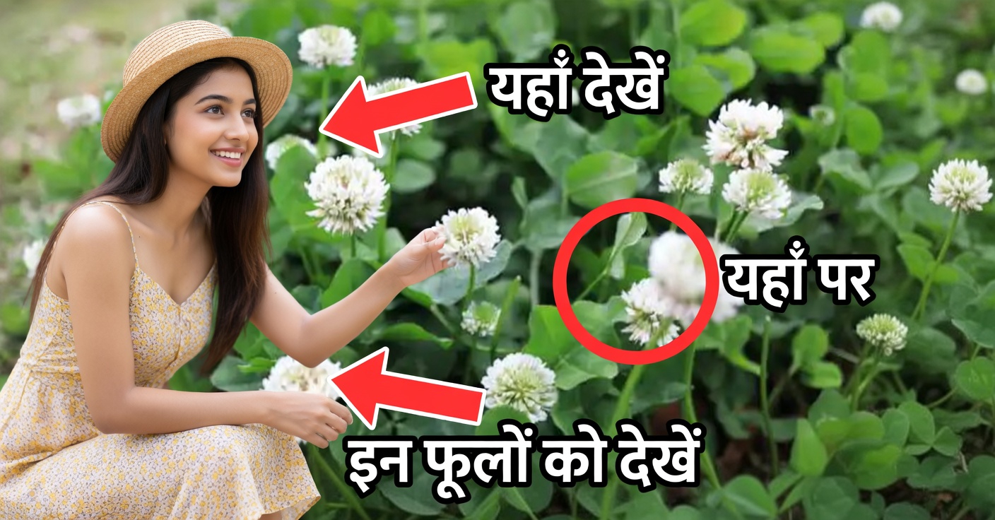 व्हाइट क्लोवर (ट्राइफोलियम रेपेंस): 15 लाभ और घरेलू उपयोग