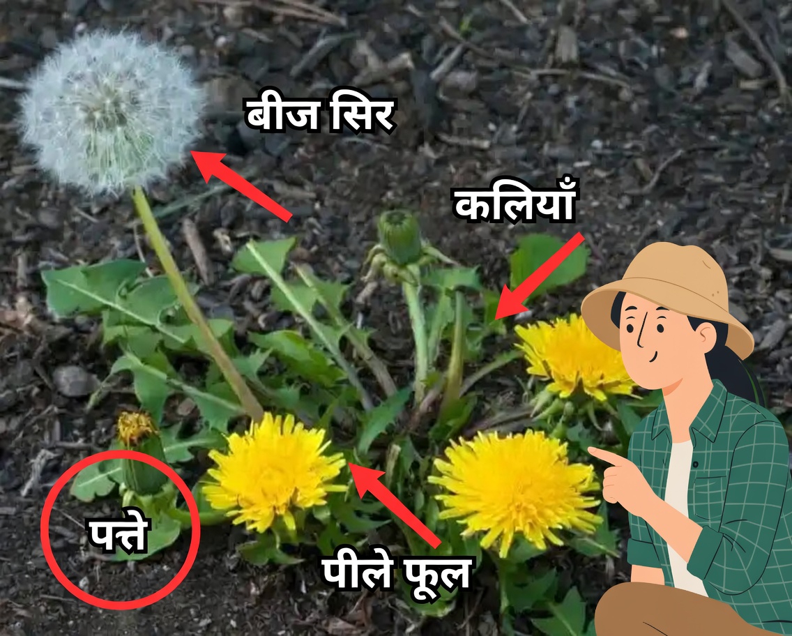 खरपतवार या चमत्कार? इन 4 आम पौधों में छिपे खजाने खोजें