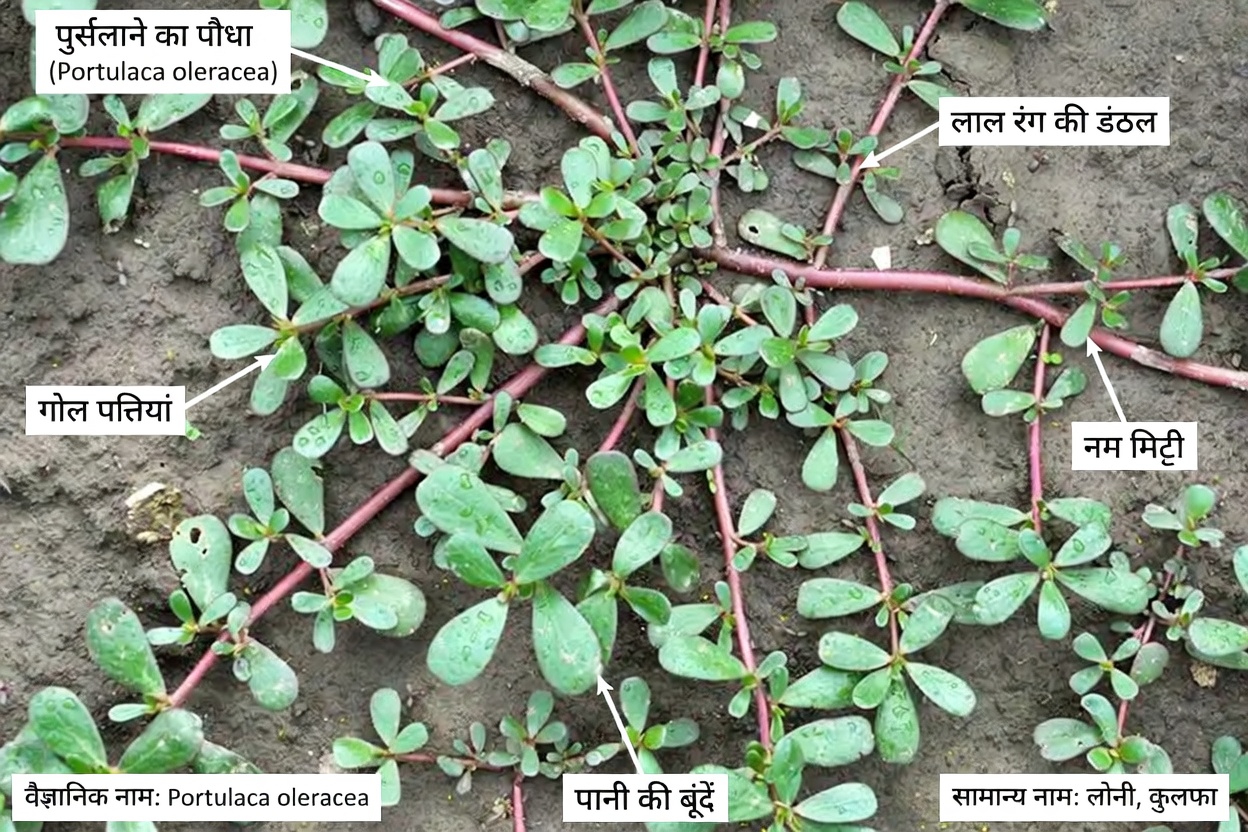 खरपतवार या चमत्कार? इन 4 आम पौधों में छिपे खजाने खोजें