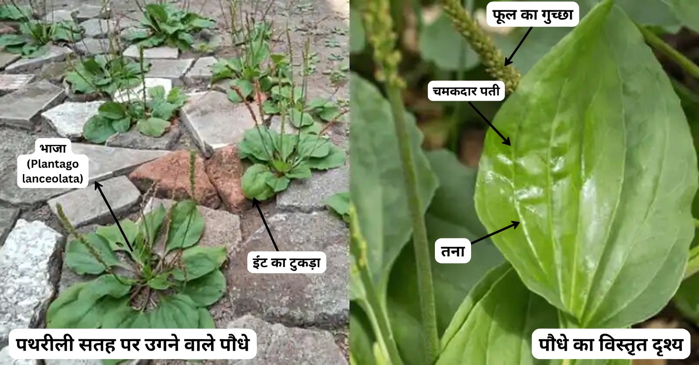 खरपतवार या चमत्कार? इन 4 आम पौधों में छिपे खजाने खोजें