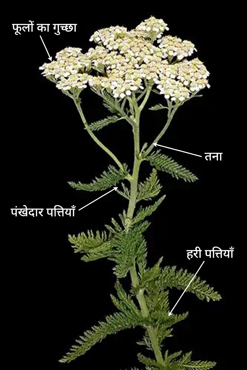 खरपतवार या चमत्कार? इन 4 आम पौधों में छिपे खजाने खोजें