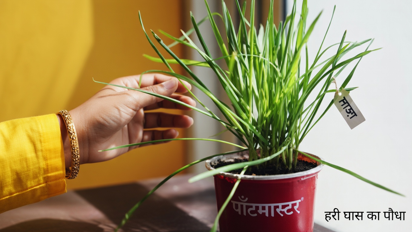 रोज़ लौंग चबाना: एक छोटी आदत जिसके स्वास्थ्य लाभ हैं बहुत बड़े