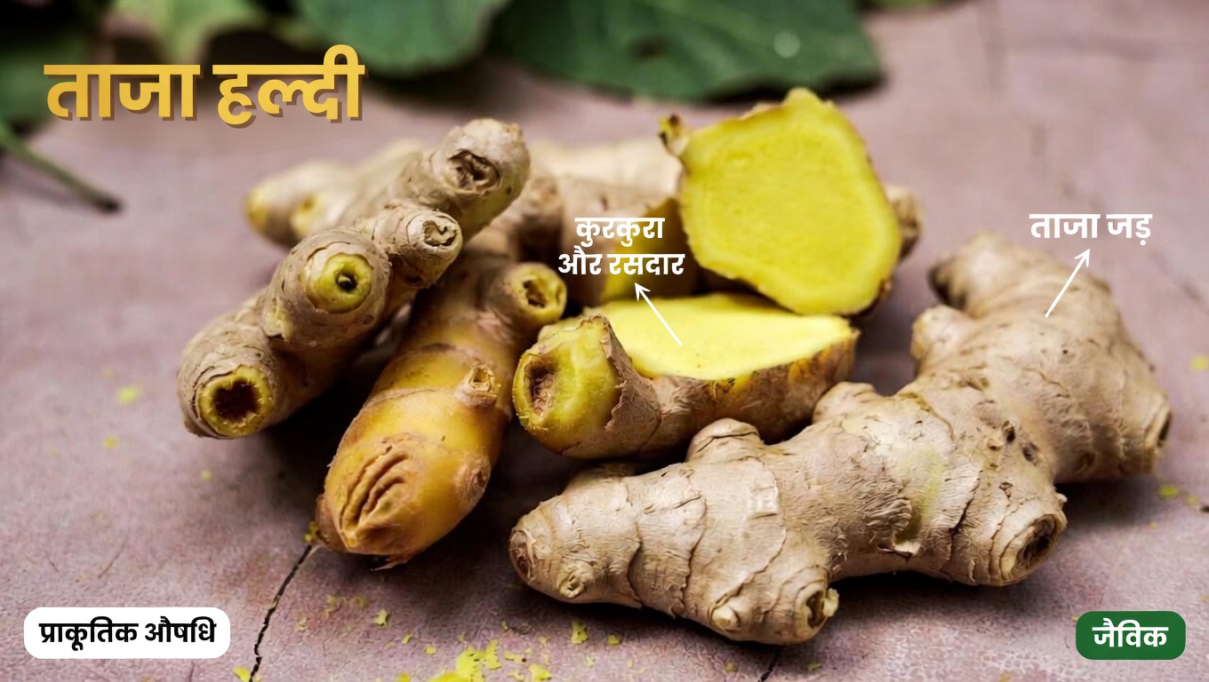 अदरक अधिकांश लोगों के लिए फायदेमंद है — लेकिन सभी के लिए नहीं