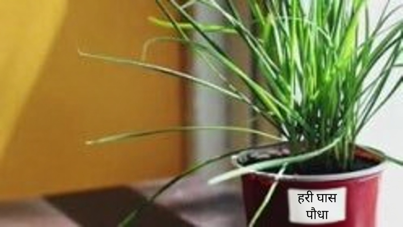 अंजीर के पत्तों की शक्ति का उपयोग: मधुमेह और अन्य समस्याओं के लिए एक प्राकृतिक उपचार