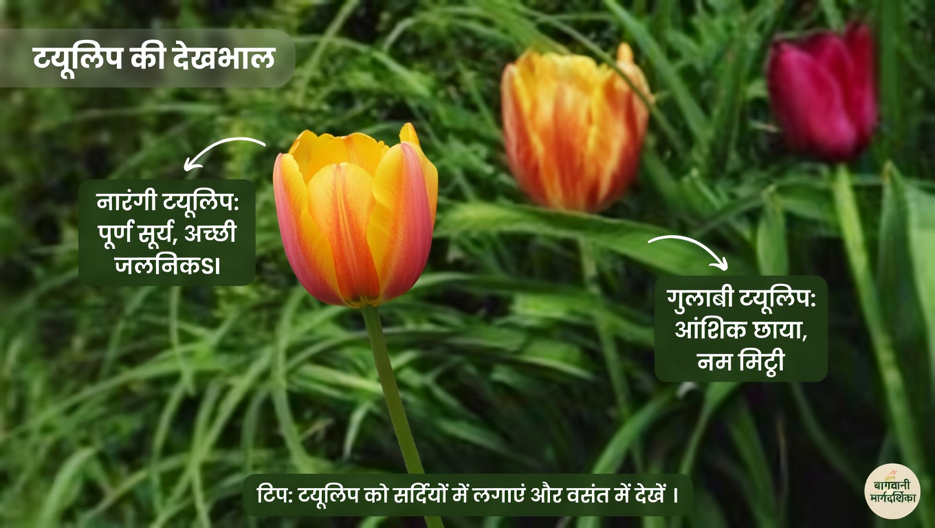 अंजीर के पत्तों की शक्ति का उपयोग: मधुमेह और अन्य समस्याओं के लिए एक प्राकृतिक उपचार