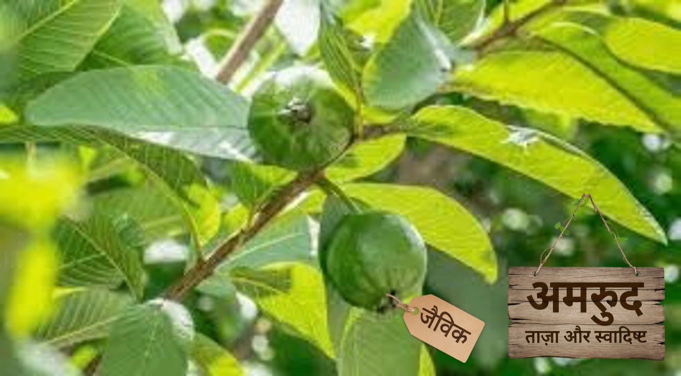 अमरूद की पत्तियों से मुंह के स्वास्थ्य को सहारा देने के आसान तरीके जानें – स्वस्थ मुस्कान के लिए रोज़मर्रा के सुझाव