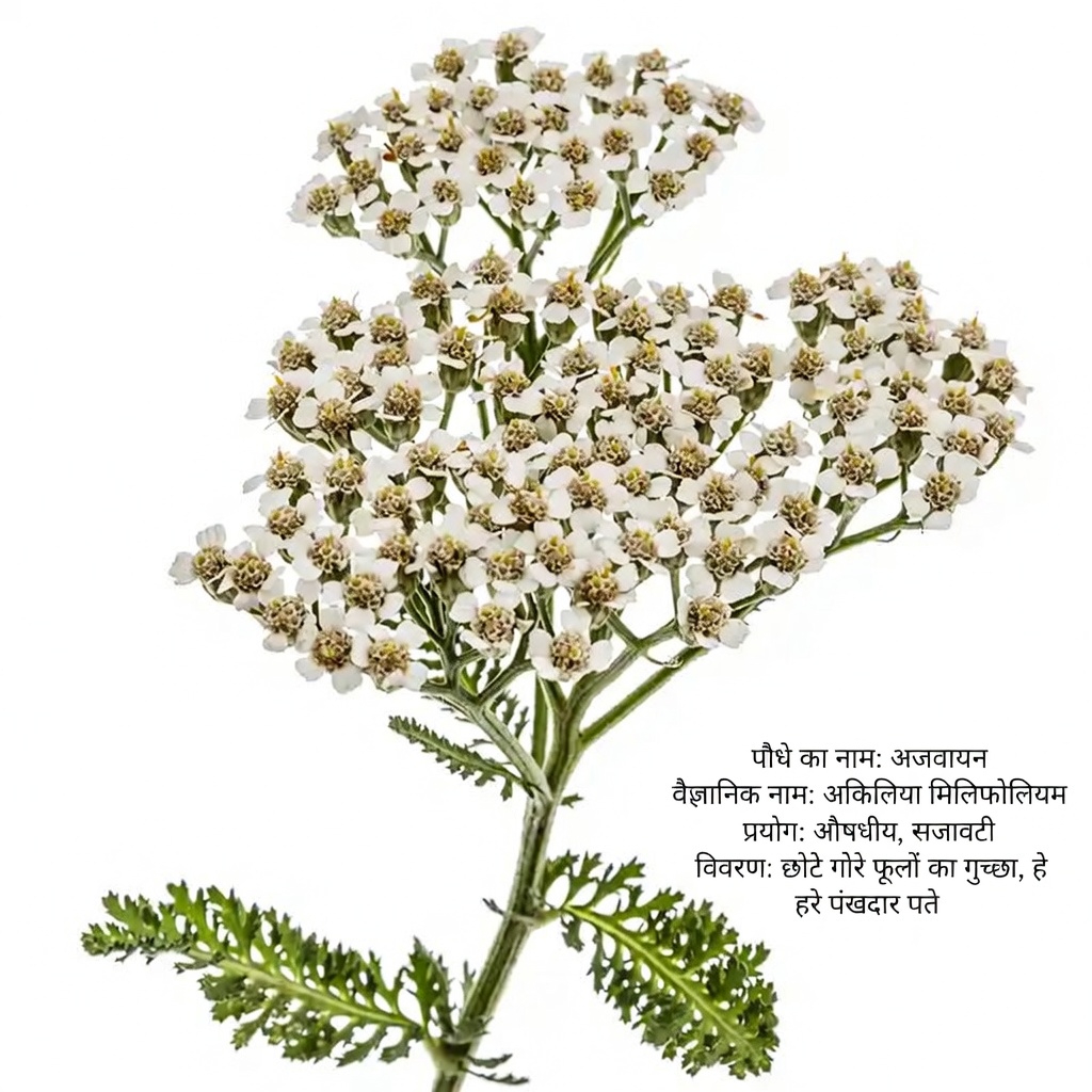 यारो: अद्भुत स्वास्थ्य लाभों वाला एक कालातीत हर्बल साथी