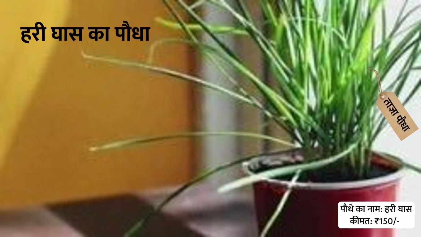 अपने मोज़ों में तेजपत्ता रखने के चौंकाने वाले फायदे जानें