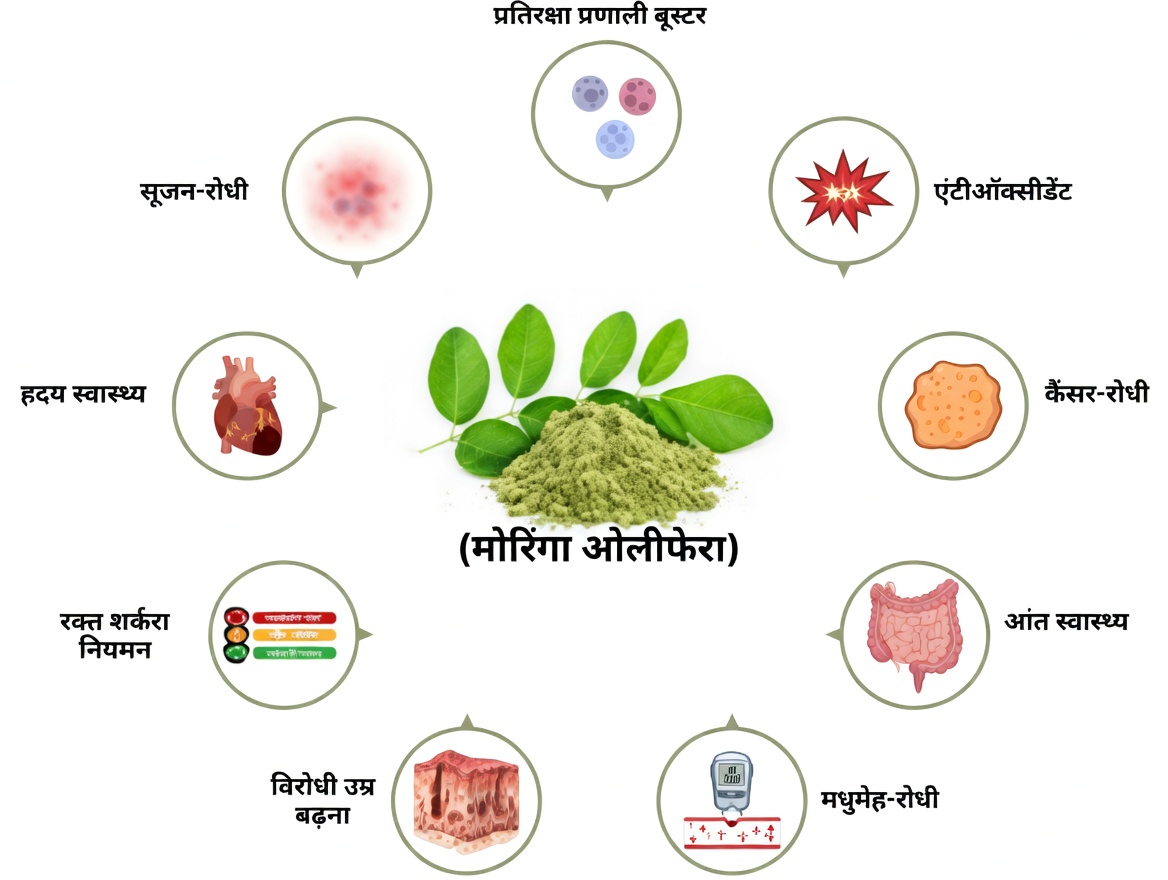 मोरिंगा के बीजों के संभावित पोषण संबंधी लाभ क्या हैं? इस पोषक तत्वों से भरपूर सुपरफूड पर एक नज़दीकी नज़र