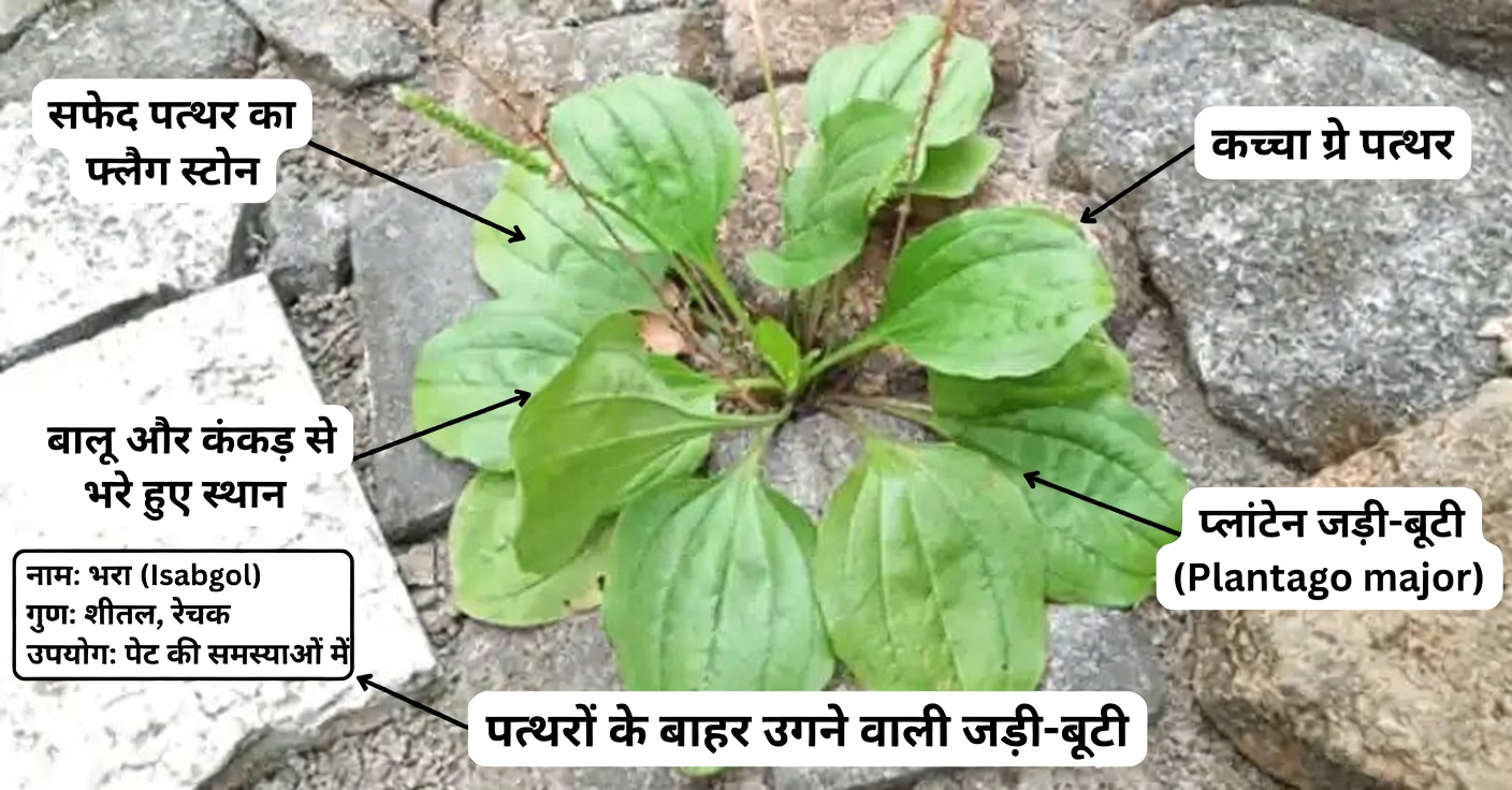 ब्रॉडलीफ प्लांटेन (प्लांटैगो मेजर) के 30 अविश्वसनीय लाभ