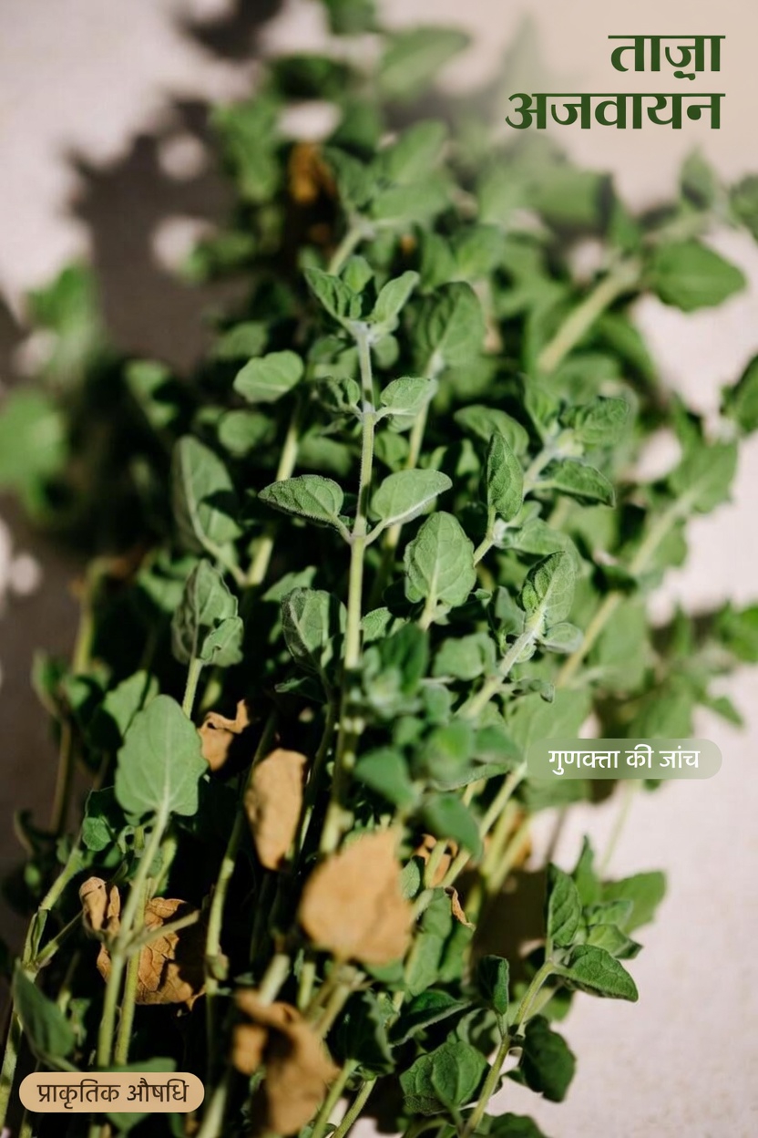 ओरिगैनो को क्या खास बनाता है?