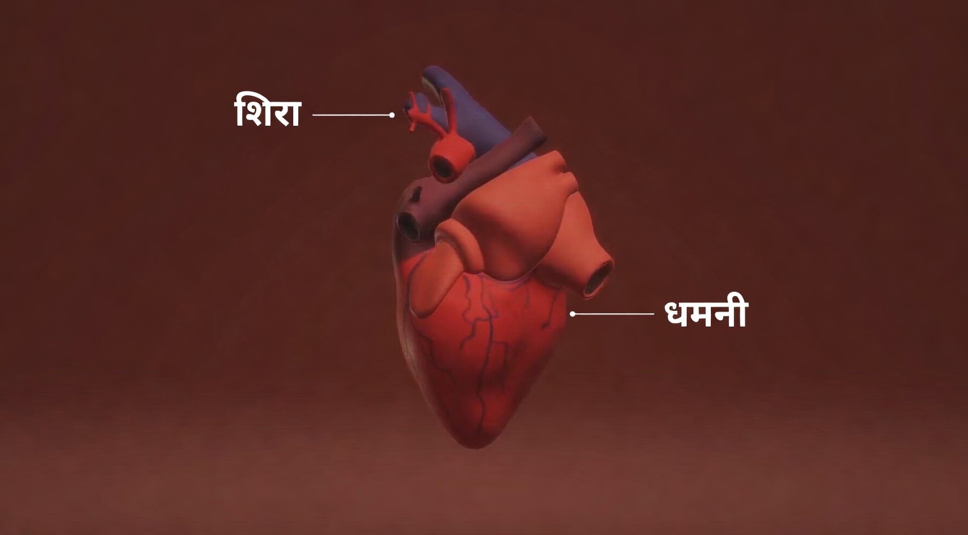 वह प्राकृतिक एंटीबायोटिक जो कुछ ही उपचारों के बाद भी मूत्राशय और गुर्दे के संक्रमण में मदद करता है