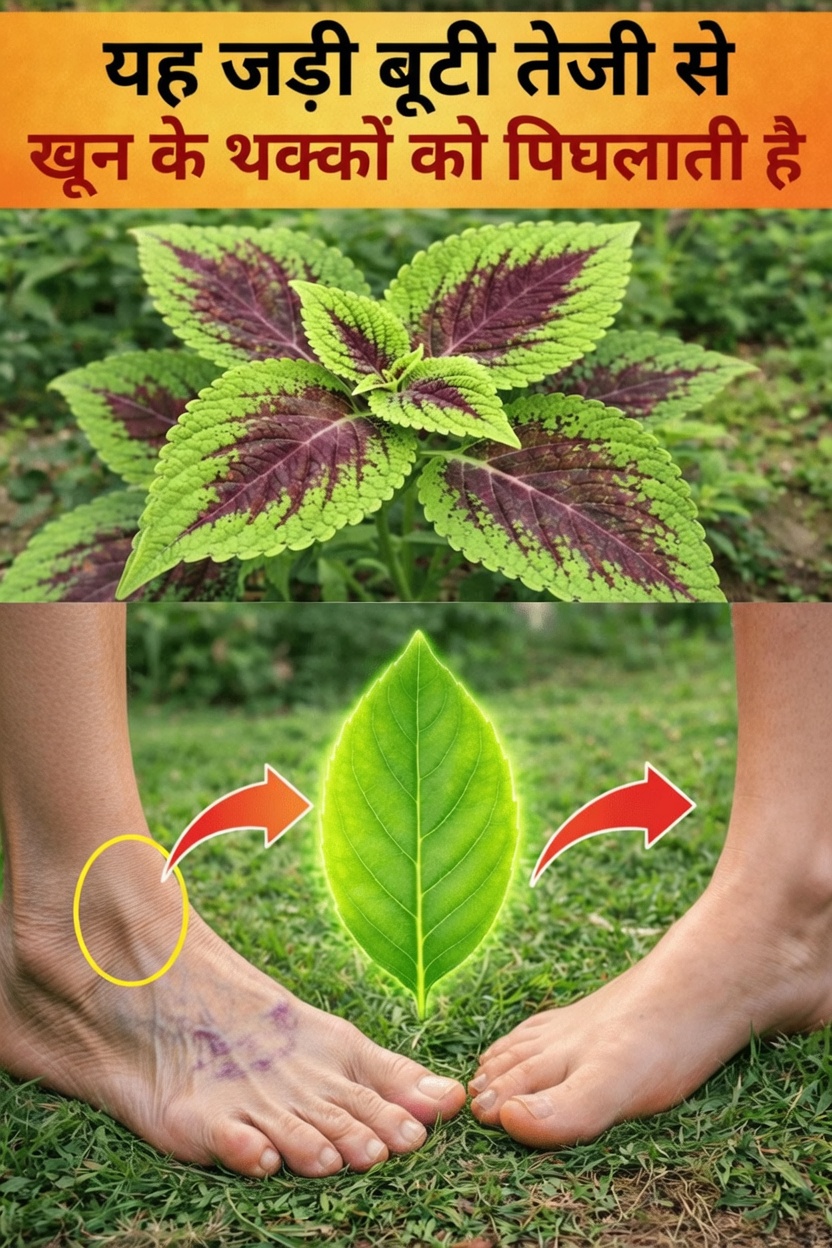 रक्त परिसंचरण को समझना और यह क्यों महत्वपूर्ण है