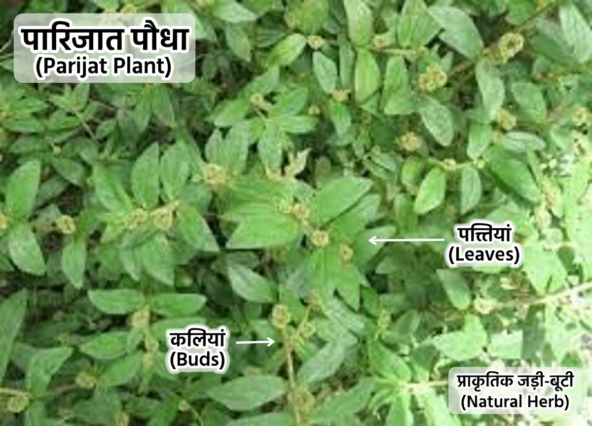 रोज़मर्रा के स्वास्थ्य के लिए बड़े पत्तों वाले मिल्कवीड के आश्चर्यजनक संभावित लाभ जानें