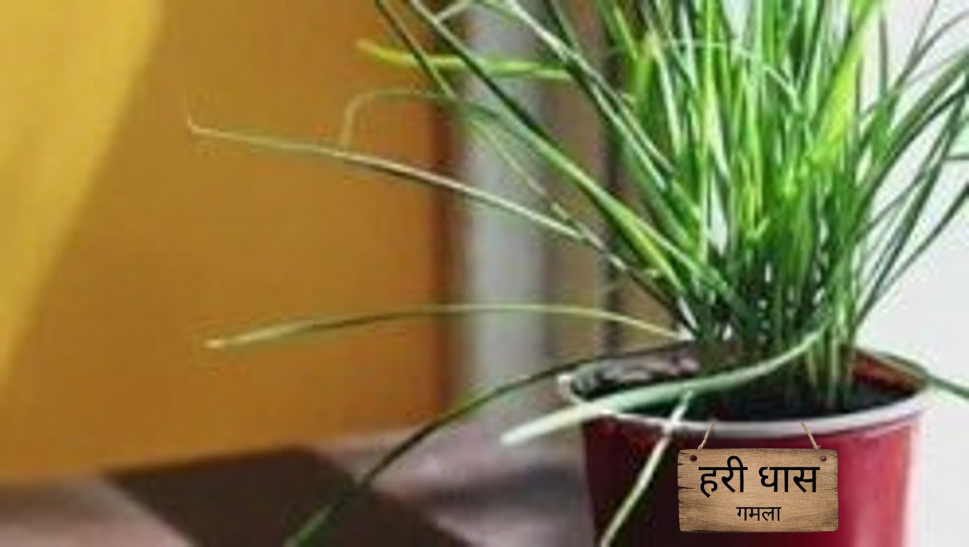 शक्तिशाली डैंडेलियन: प्रकृति का छिपा खजाना