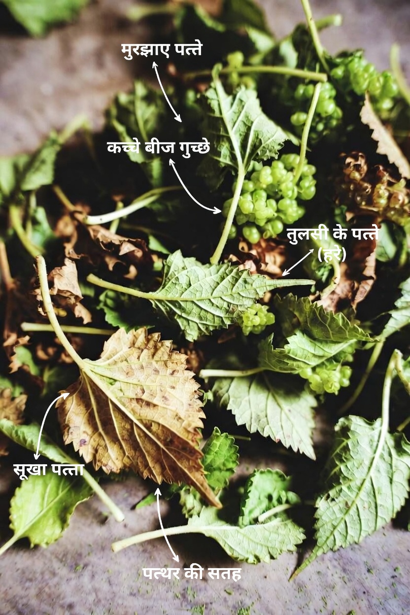 शहतूत के पत्ते: रोज़मर्रा की आदतों के माध्यम से स्वस्थ रक्त शर्करा और हृदय स्वास्थ्य का समर्थन करने का एक प्राकृतिक तरीका