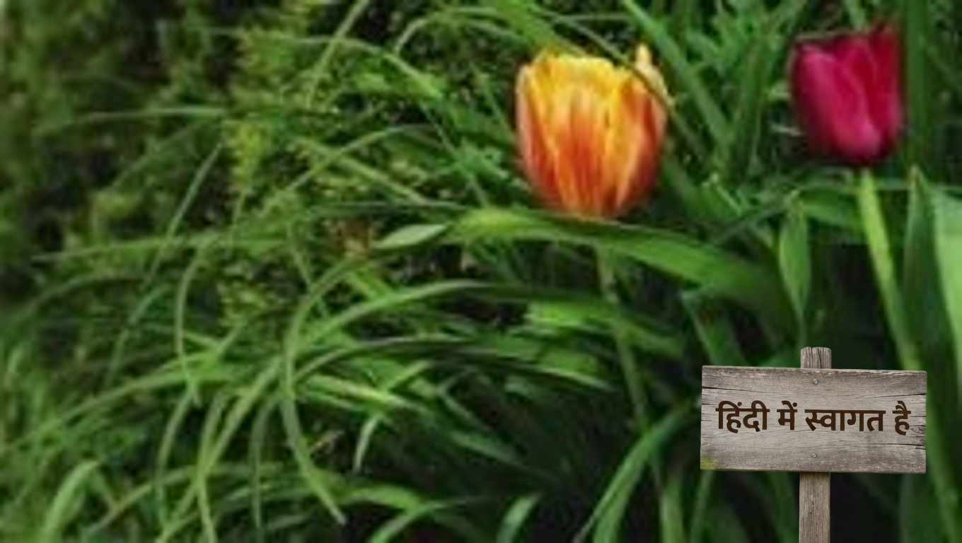 स्टोन ब्रेकर पौधा: किडनी स्टोन के लिए प्रकृति का उपचार