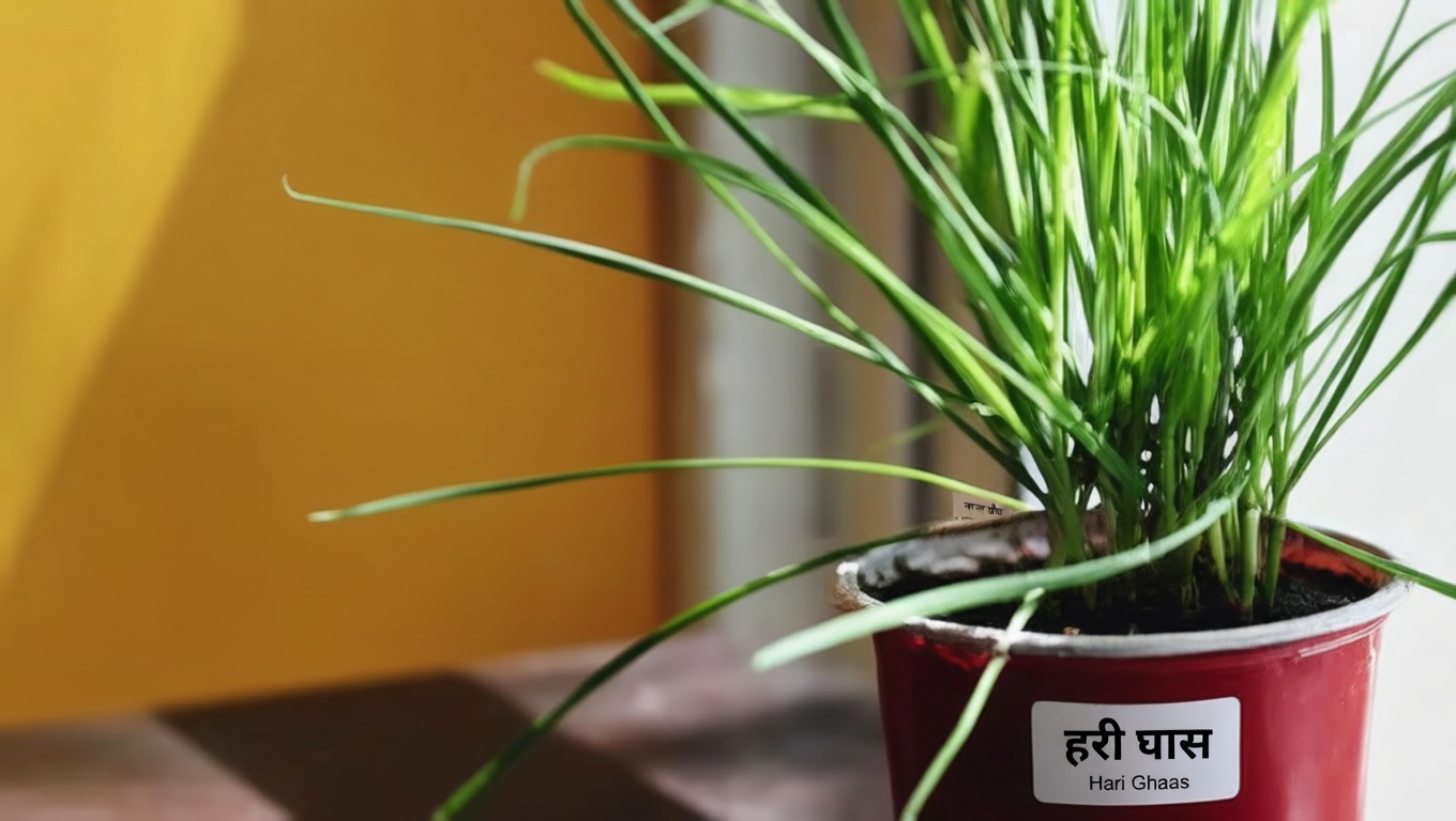 जिद्दी घास: 10 अद्भुत फायदे और दुष्प्रभाव