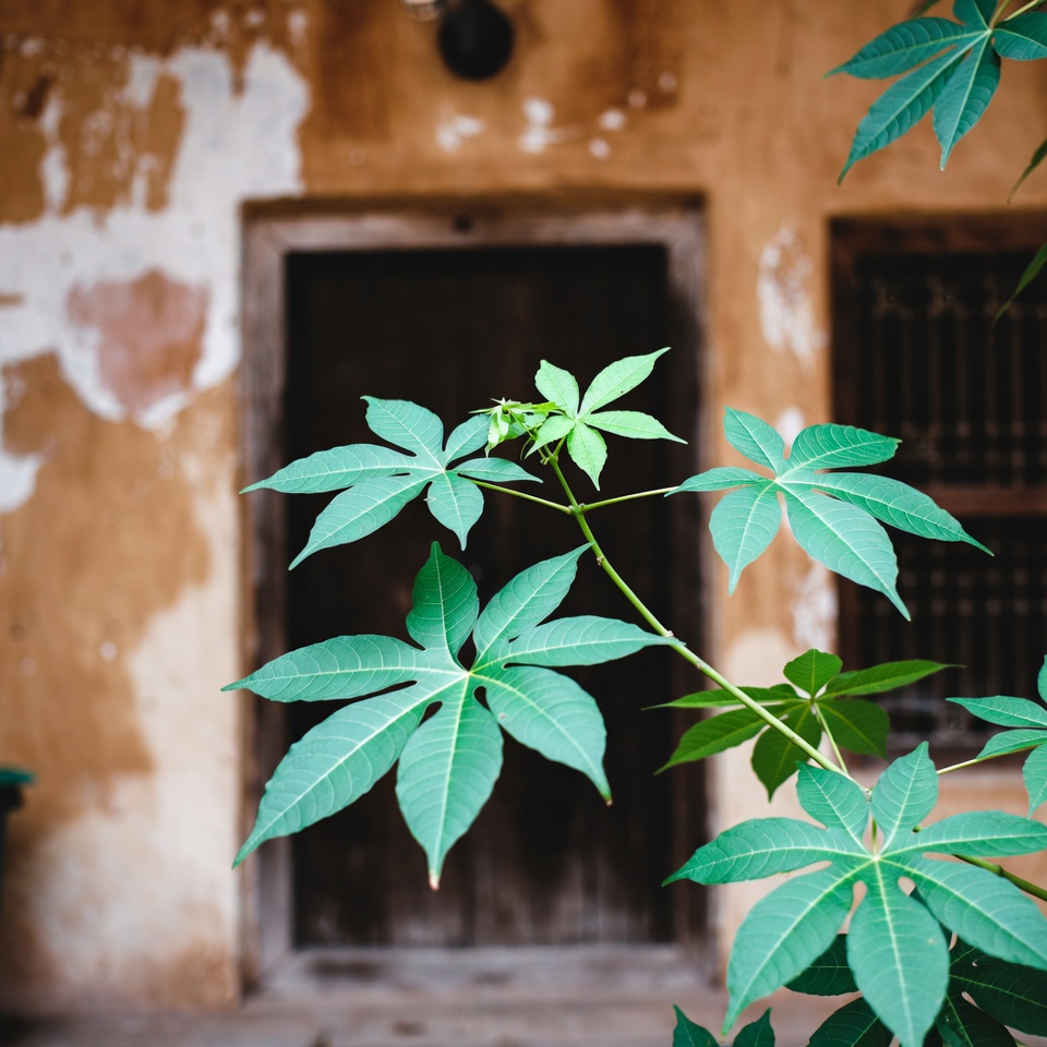 अरंडी के पत्ते: पारंपरिक लाभ और महत्वपूर्ण सावधानियाँ