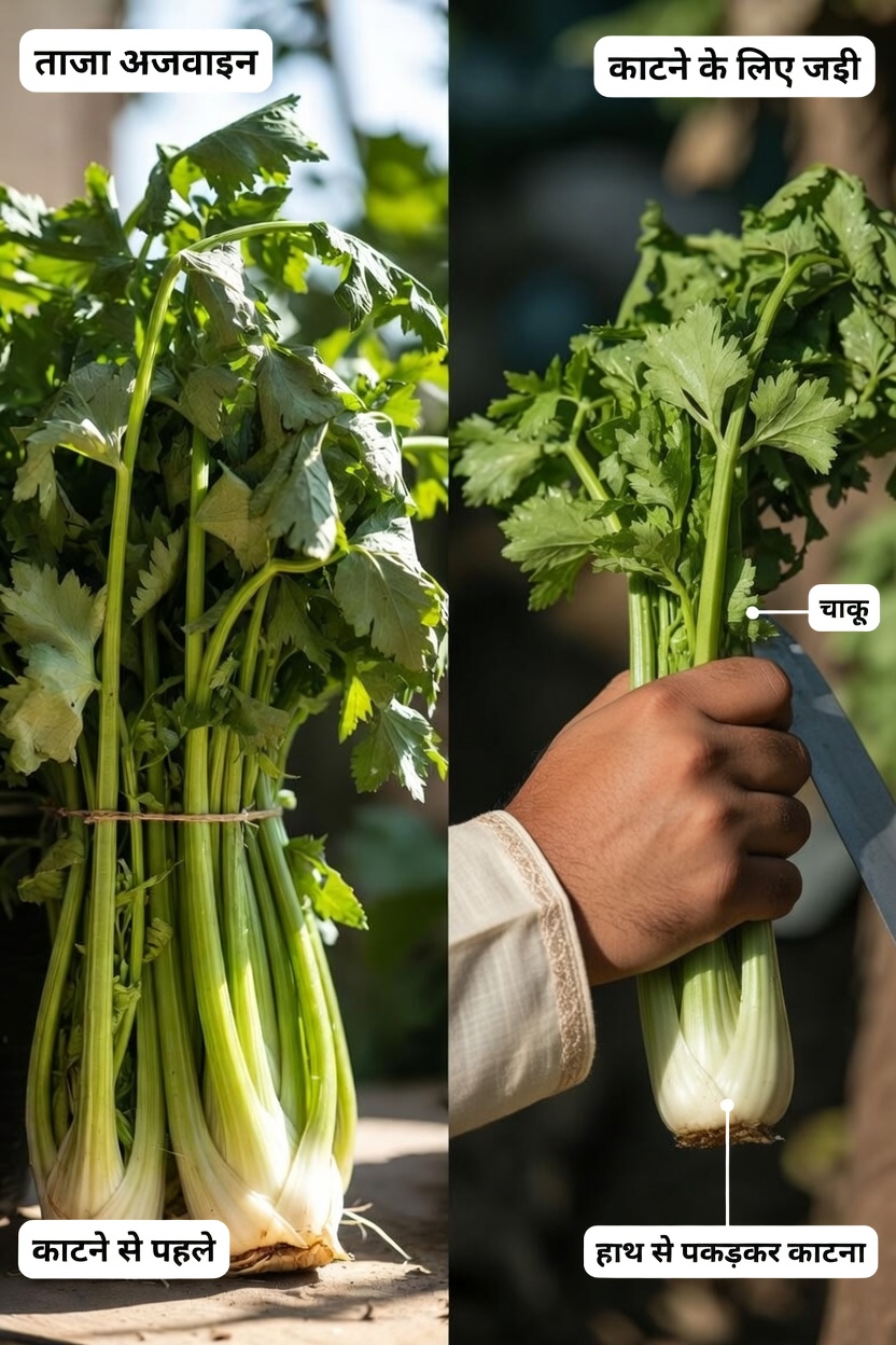 सेलेरी जूस उन लोगों के लिए नंबर 1 सुबह की आदत क्यों बनता जा रहा है जो अधिक स्वच्छ रक्त, त्वचा और अंग चाहते हैं