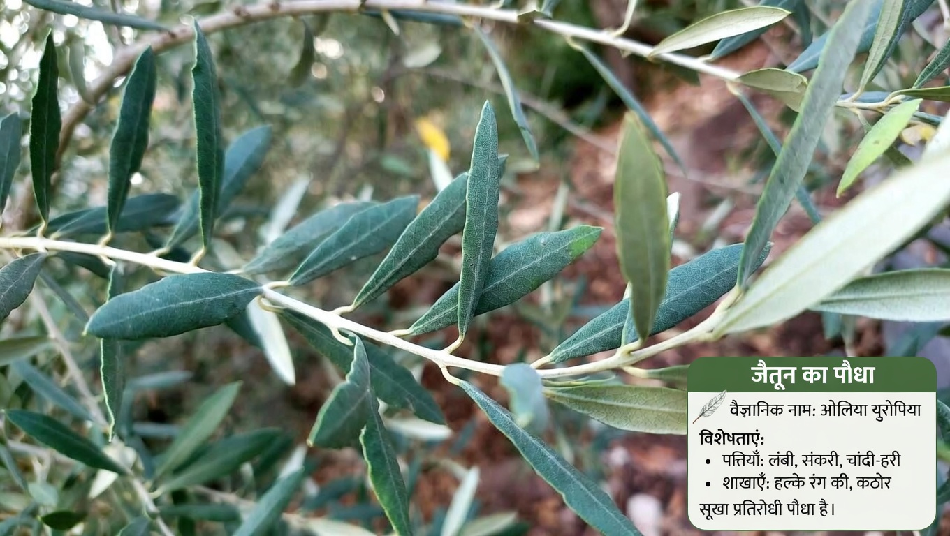 वह अनदेखा पत्ता जो आपके शरीर को कैंसर कोशिकाओं से लड़ने में मदद कर सकता है