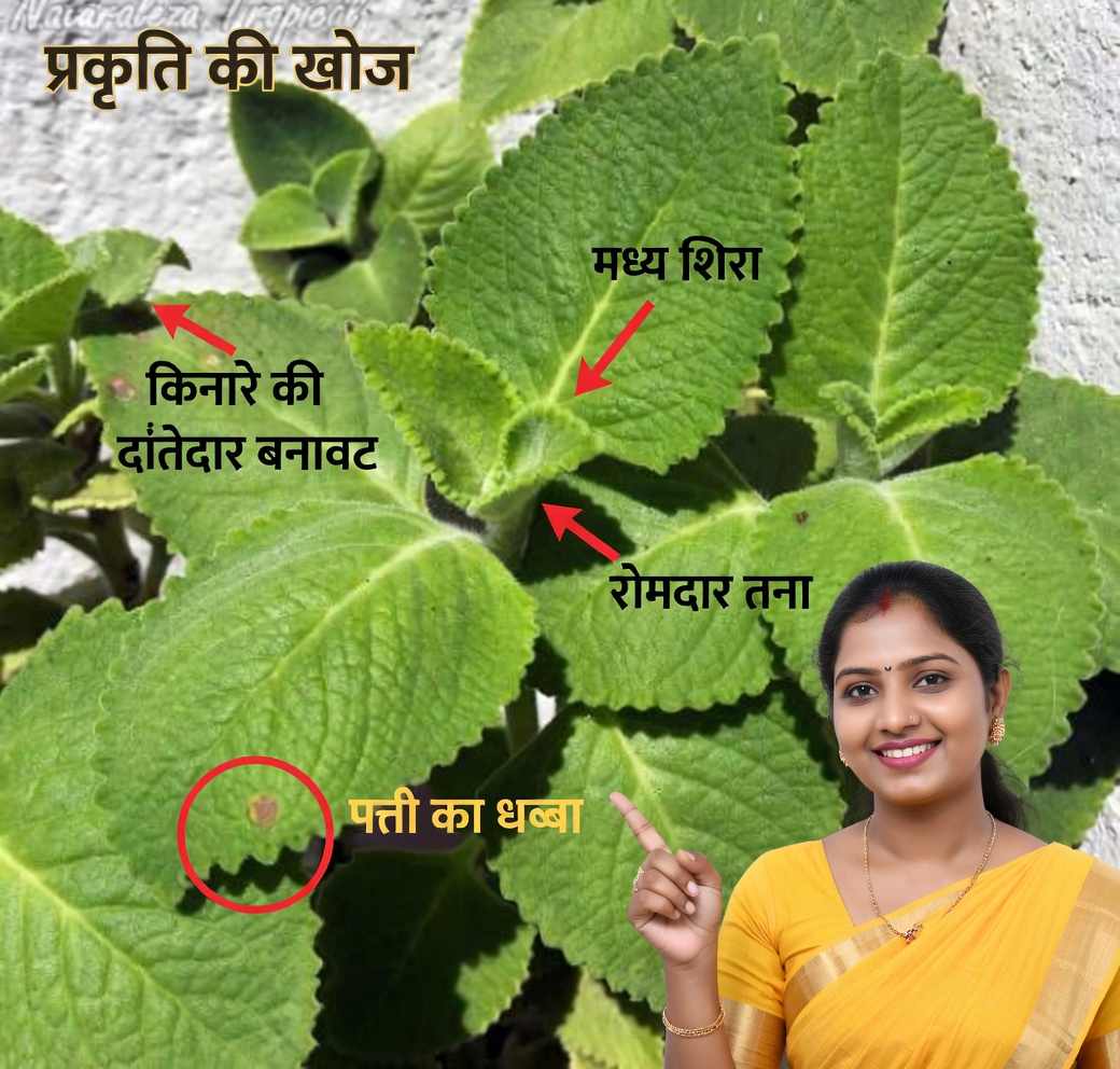 ओरिगैनो ओरेहोन के 13 स्वास्थ्य लाभ और इसका उपयोग कैसे करें