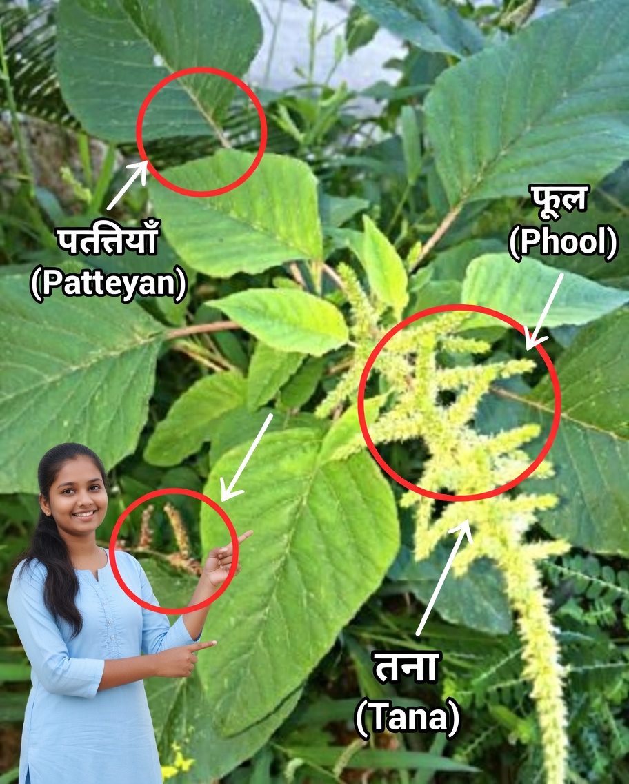 अगर आपके बगीचे में यह पौधा दिखे, तो आप सोने पर बैठे हैं: वह सुपरफ़ूड और दिमाग़ को ऑक्सीजन देने वाला पौधा जिसे ज़्यादातर लोग नज़रअंदाज़ करते हैं