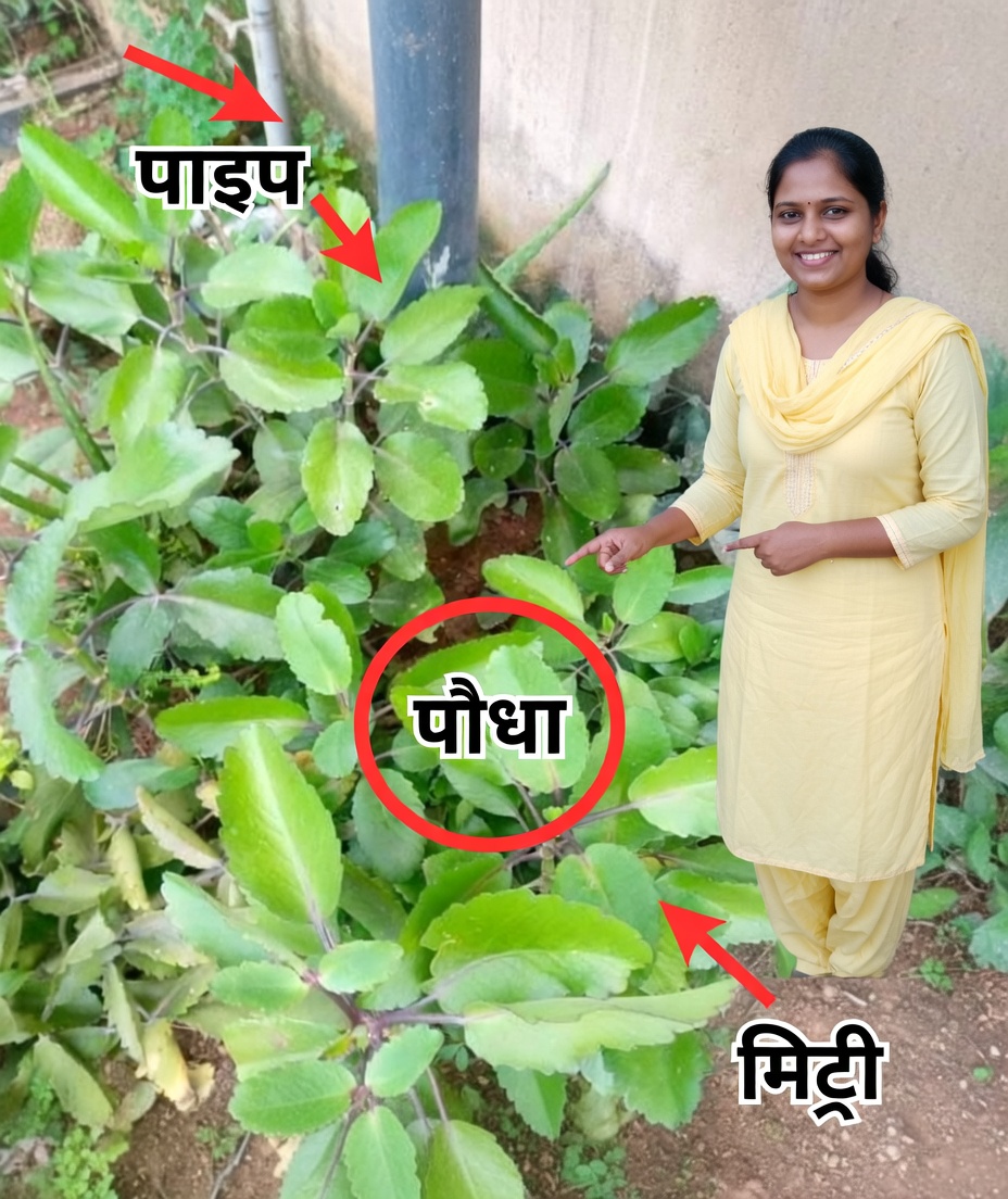 कलान्चो पिन्नाटा – स्वास्थ्य के लिए चमत्कारी जड़ी-बूटी