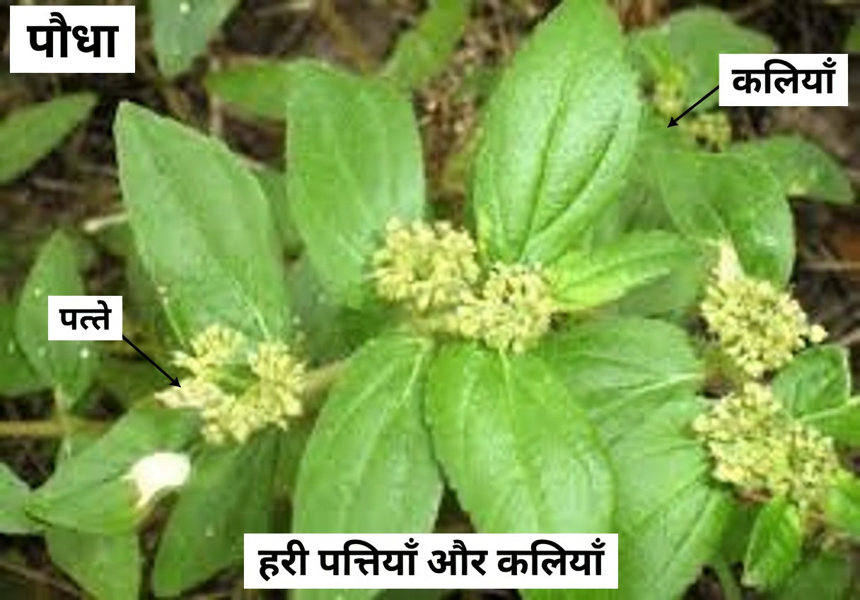 त्वचा के स्वास्थ्य के लिए प्राकृतिक पौधों-आधारित उपायों की खोज: इस आम खरपतवार के बारे में लोग क्या कहते हैं