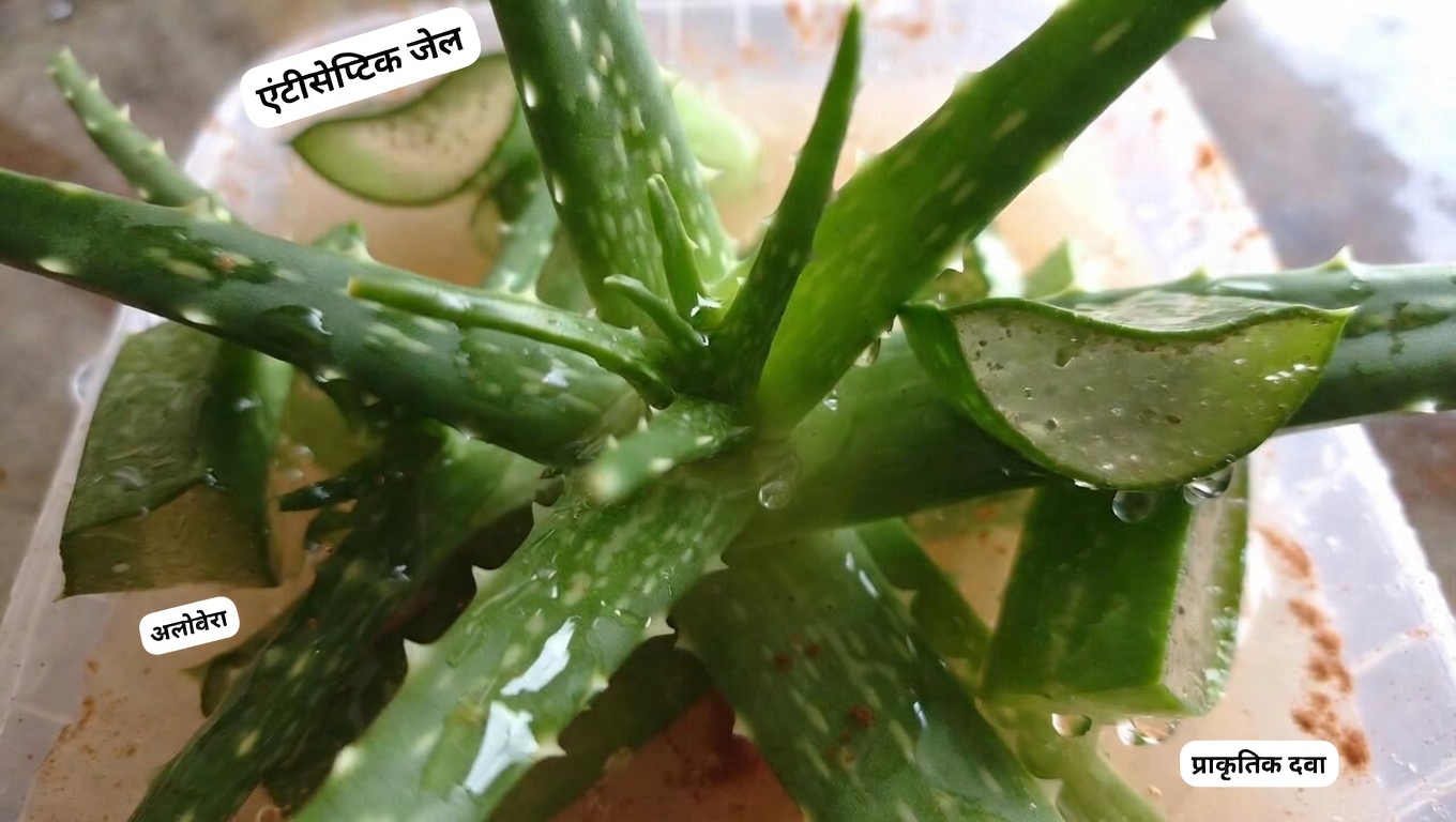 एलोवेरा और दालचीनी के संभावित लाभ: दैनिक सेहत और आँखों की आरामदायक देखभाल