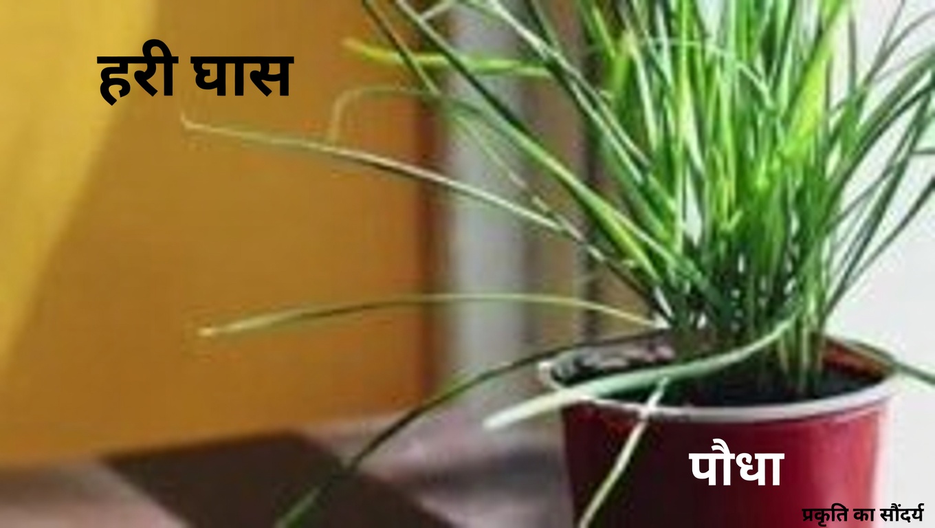 अंजीर के रस के अद्भुत लाभ: प्रकृति का छिपा हुआ अमृत