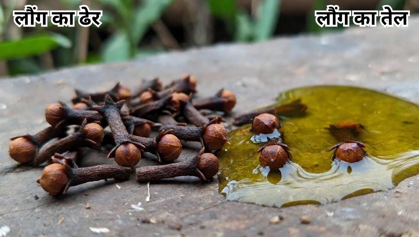 उम्र बढ़ने के साथ युवा दिखने वाले बालों के लिए लौंग की संभावनाओं की खोज करें