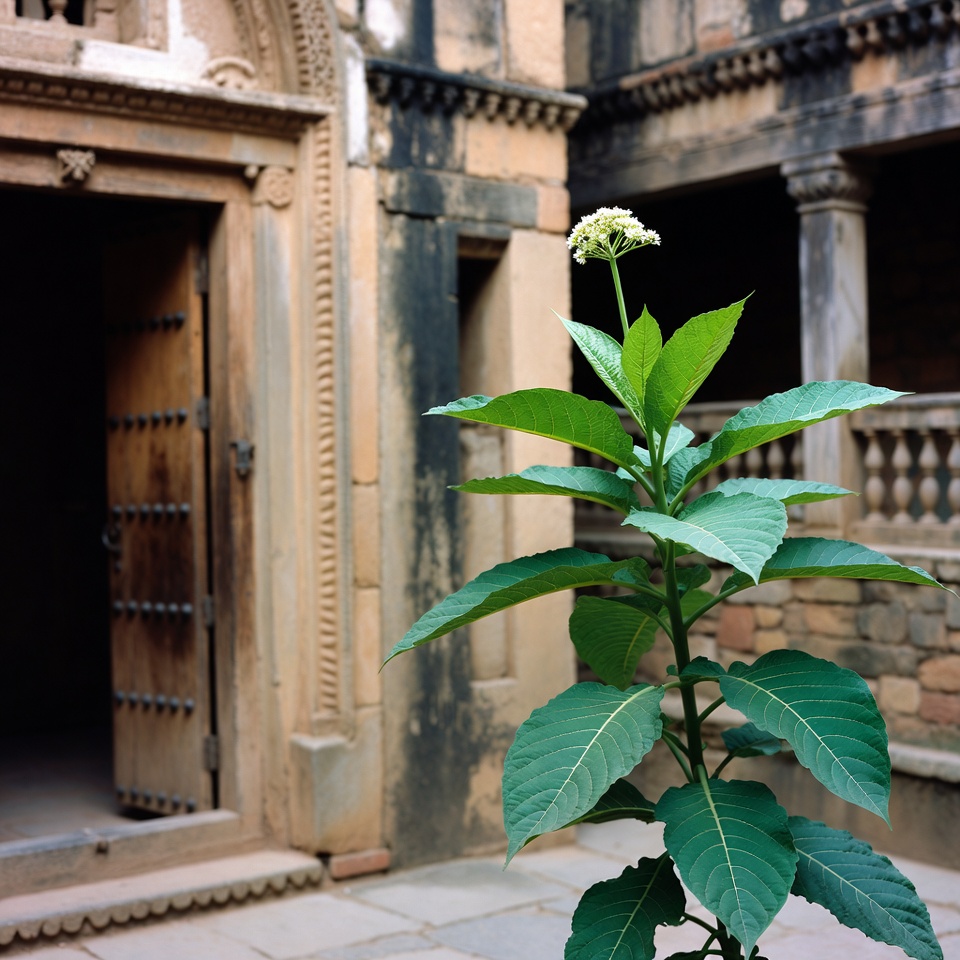 इस पौधे को खरपतवार मत समझो!!