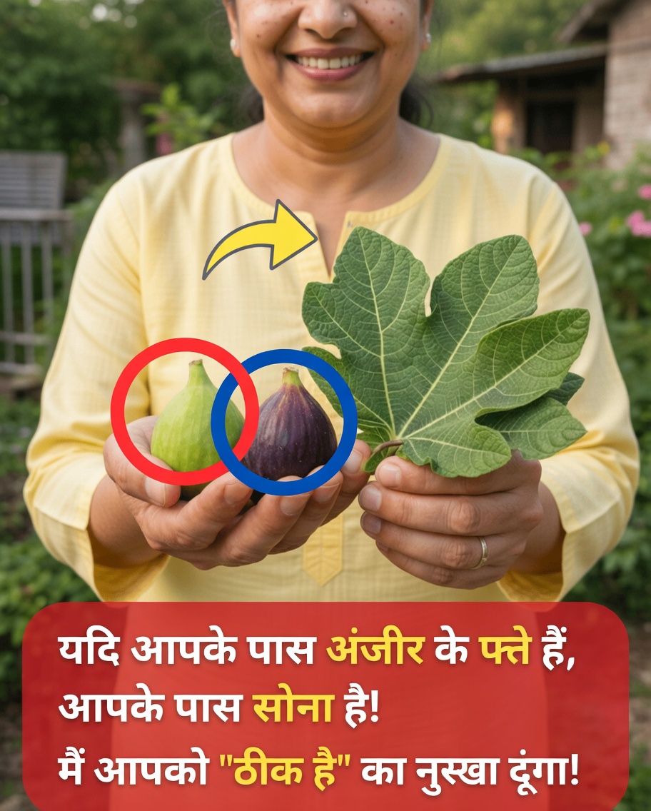अंजीर के पत्तों की छुपी ताकत: एक साधी हर्बल चाय जिसे आप आज़माना चाहेंगे
