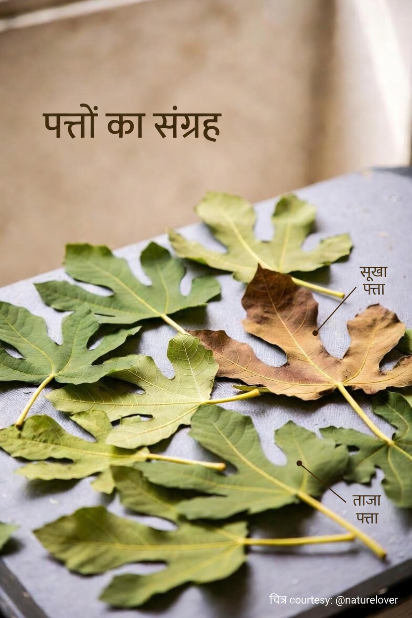 अंजीर के पत्तों की छुपी ताकत: एक साधी हर्बल चाय जिसे आप आज़माना चाहेंगे