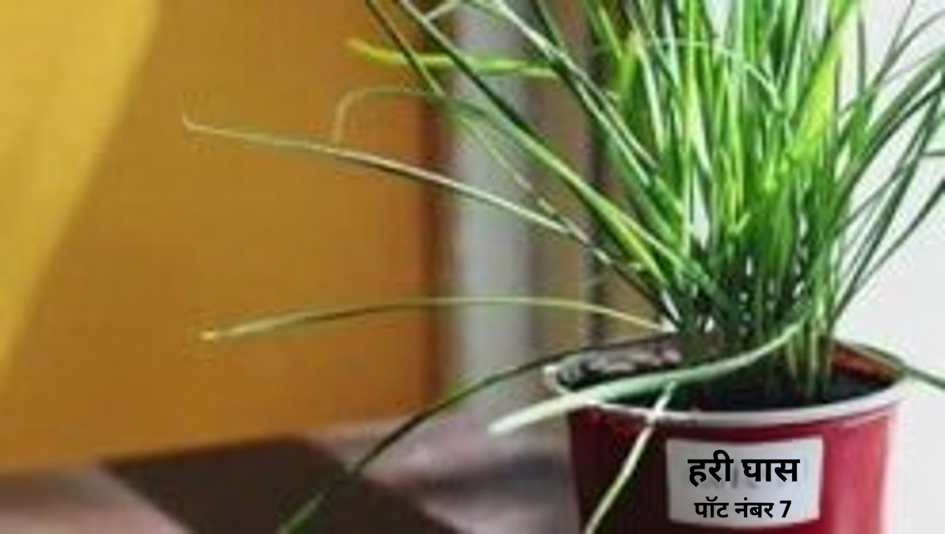 अमरूद के पत्तों के 25 अद्भुत लाभ