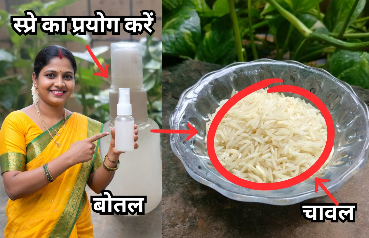 बालों की वृद्धि के लिए चावल का पानी – घने बाल पाने का प्राकृतिक उपाय