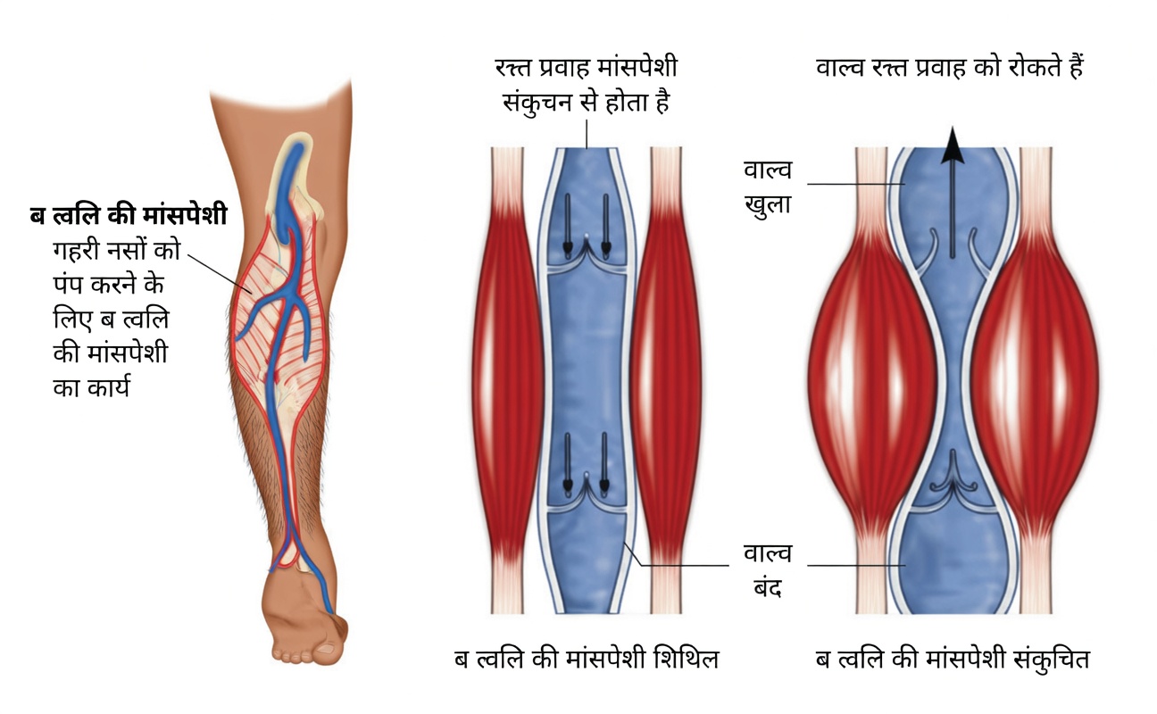 आपकी पिंडलियों को "दूसरा दिल" क्यों कहा जाता है