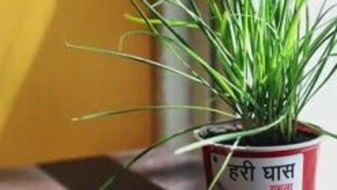 क्यों आपको अपने बगीचे में कुलफा को अपनाना चाहिए: 8 प्रभावशाली कारण