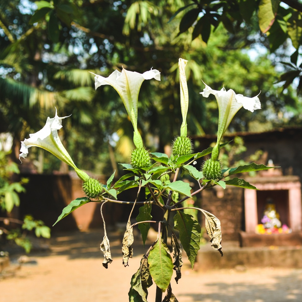धतूरा वंश: सुंदर परंतु घातक पौधा जिससे आपको दूर रहना चाहिए