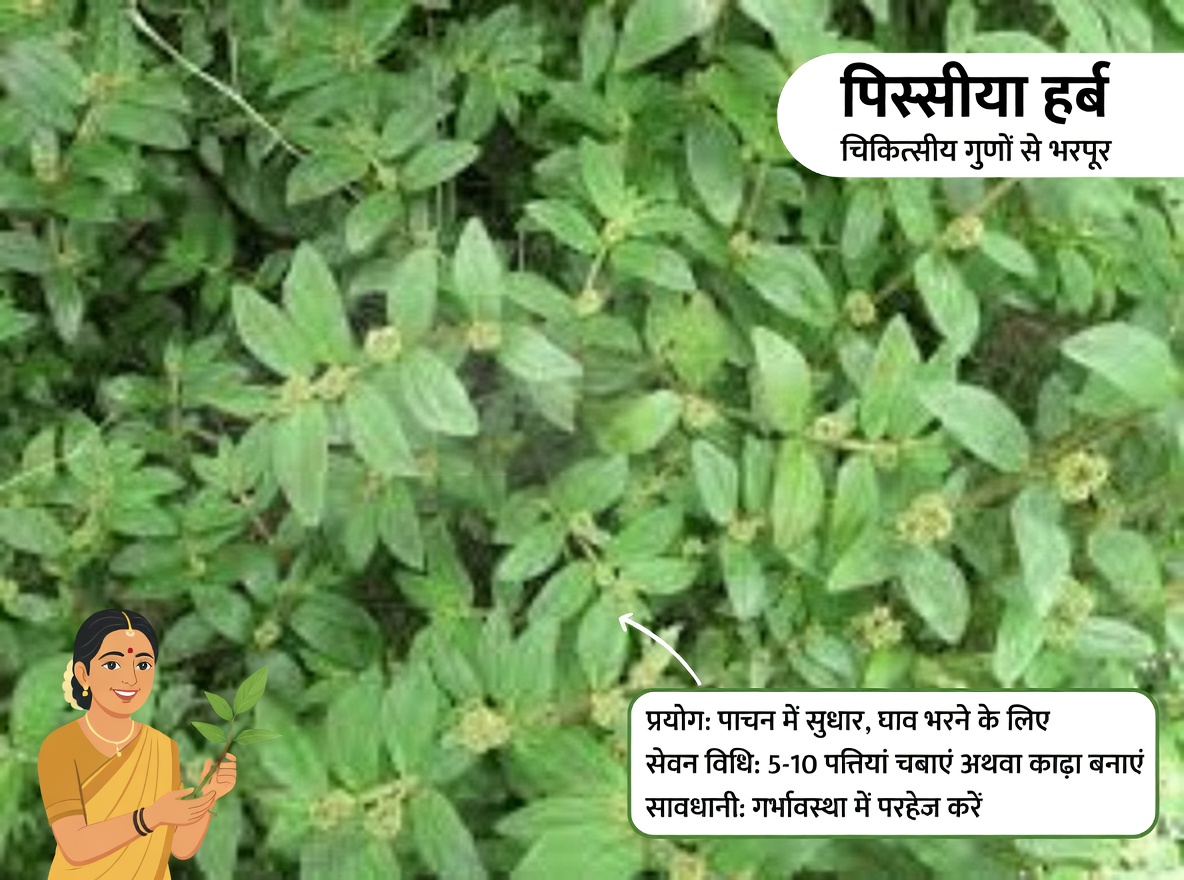 इस आम खरपतवार को नज़रअंदाज़ न करें! बड़ी पत्ती वाले आक की आँखों को आराम देने वाले पारंपरिक नुस्खों में चौंकाने वाली भूमिका