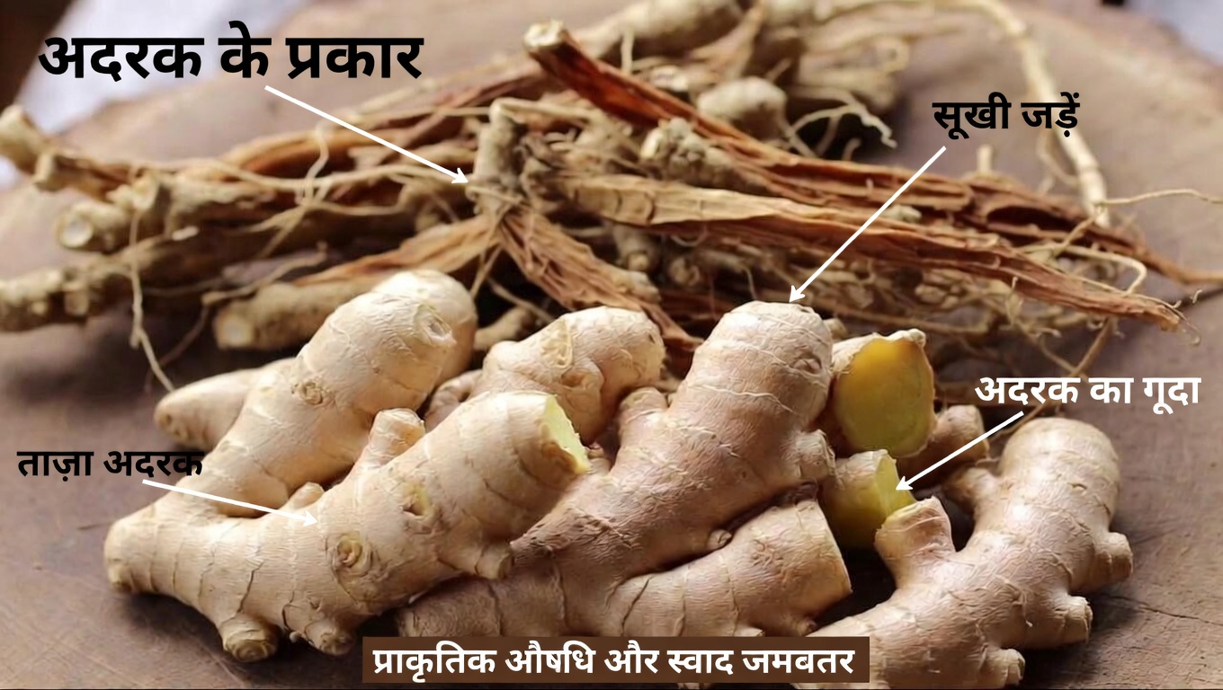 60 से ऊपर हैं? रोज़ाना की सैर में स्वस्थ रक्त संचार और मज़बूत कदमों के लिए इन 3 हर्बल चायों को आज़माएँ