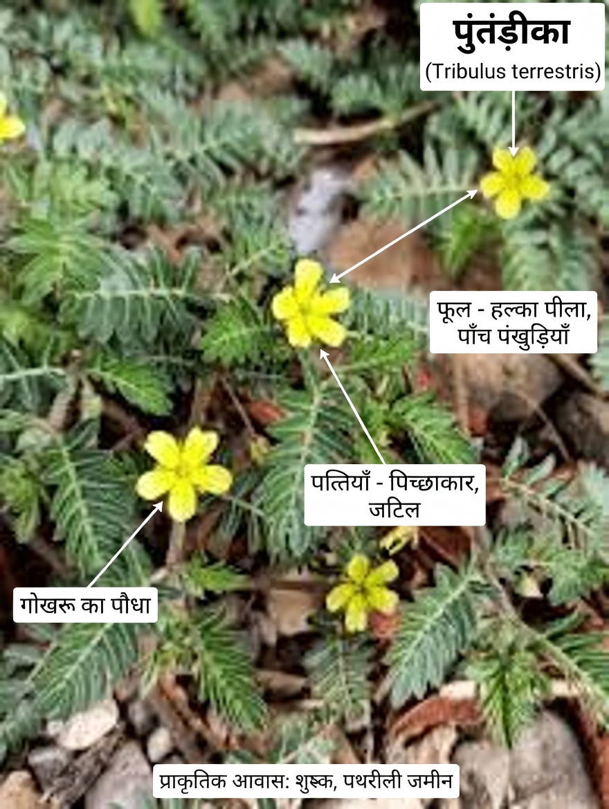 गोखरू (ट्रिब्युलस टेरेस्ट्रिस) क्या है और जोड़े इसके बारे में क्यों बात कर रहे हैं?