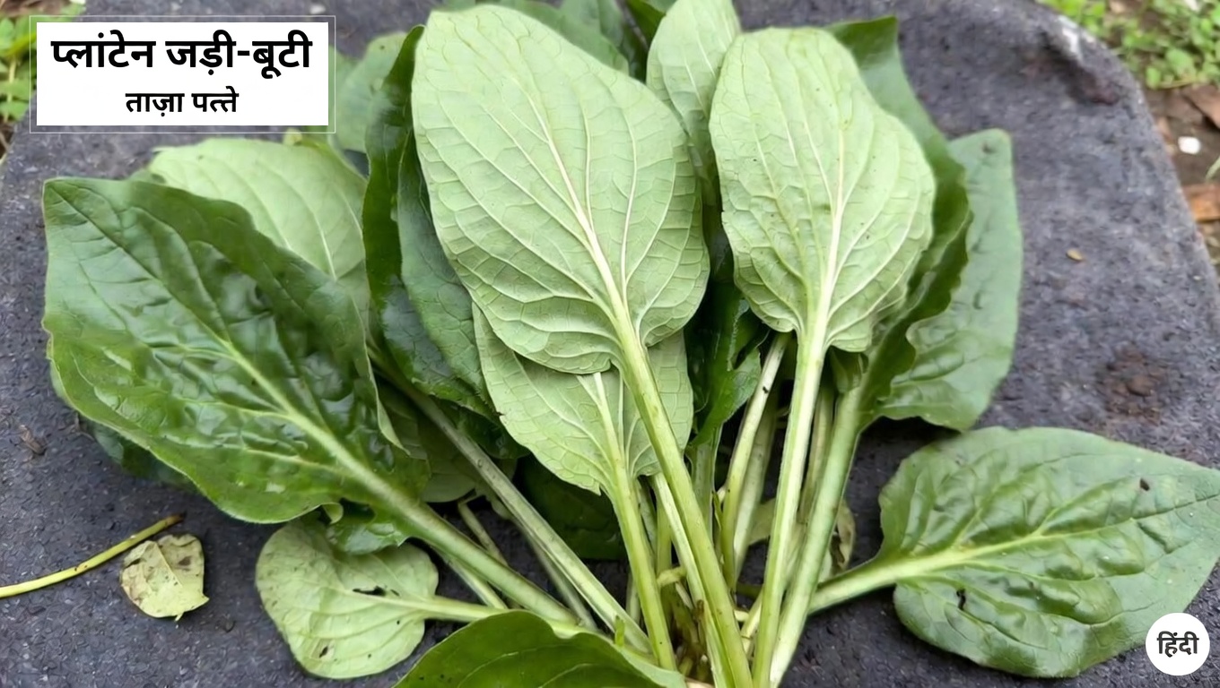 ब्रॉडलीफ प्लांटेन के रोज़मर्रा के चमत्कार खोजें: आश्चर्यजनक पारंपरिक उपयोगों वाला एक सामान्य पौधा