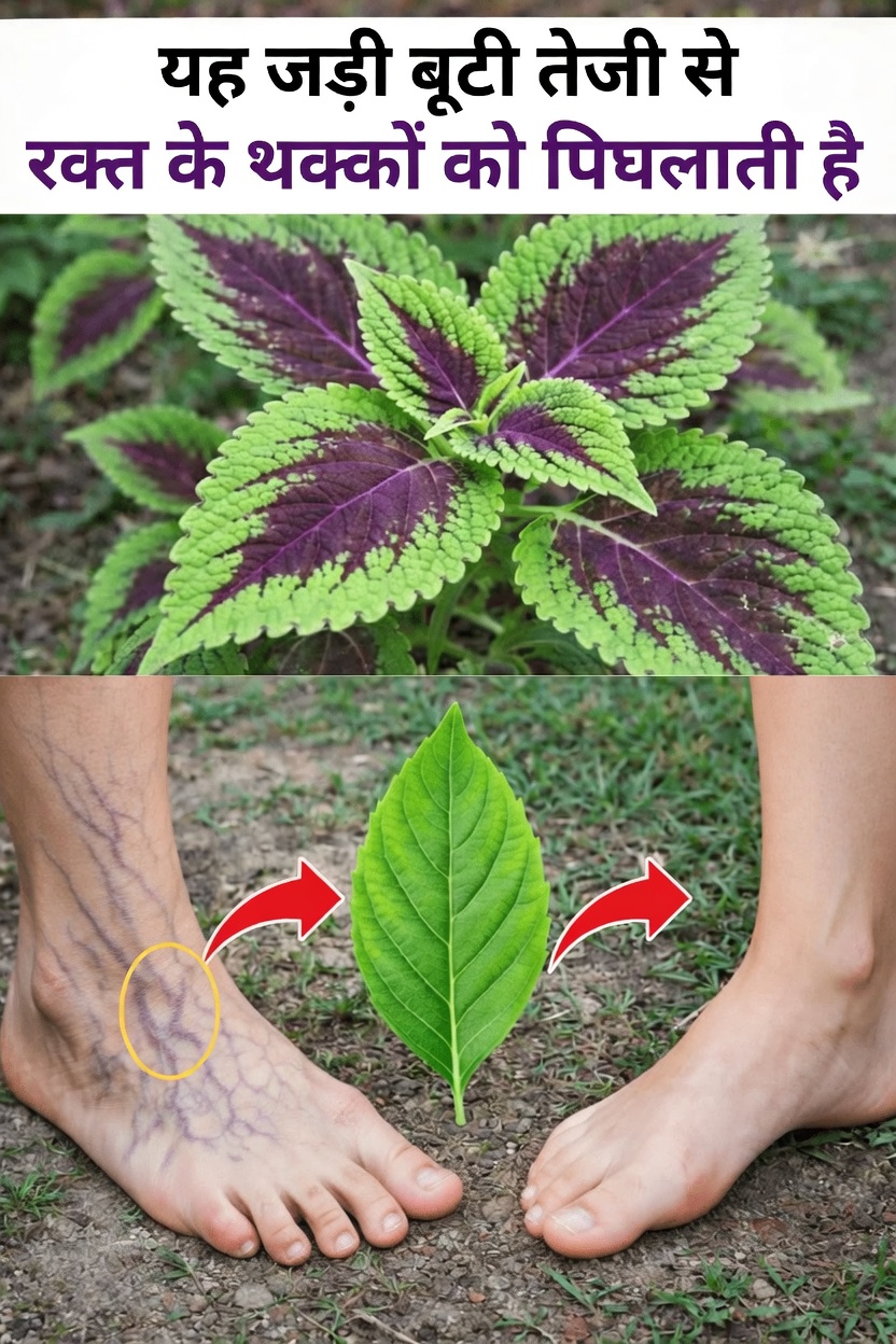 स्वस्थ रक्त परिसंचरण को प्राकृतिक रूप से समर्थन देने वाली 6 प्रमाण-आधारित जड़ी-बूटियाँ