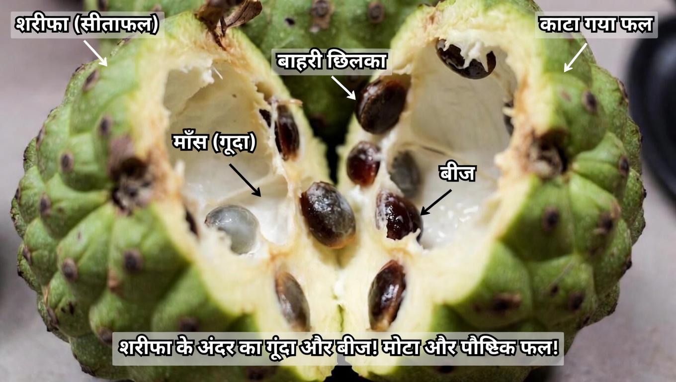 चेरीमोया: उम्र के बढ़ते वर्षों में बेहतर एंटीऑक्सीडेंट सहयोग के लिए इस मलाईदार उष्णकटिबंधीय फल को शामिल करने के 10 आसान तरीके