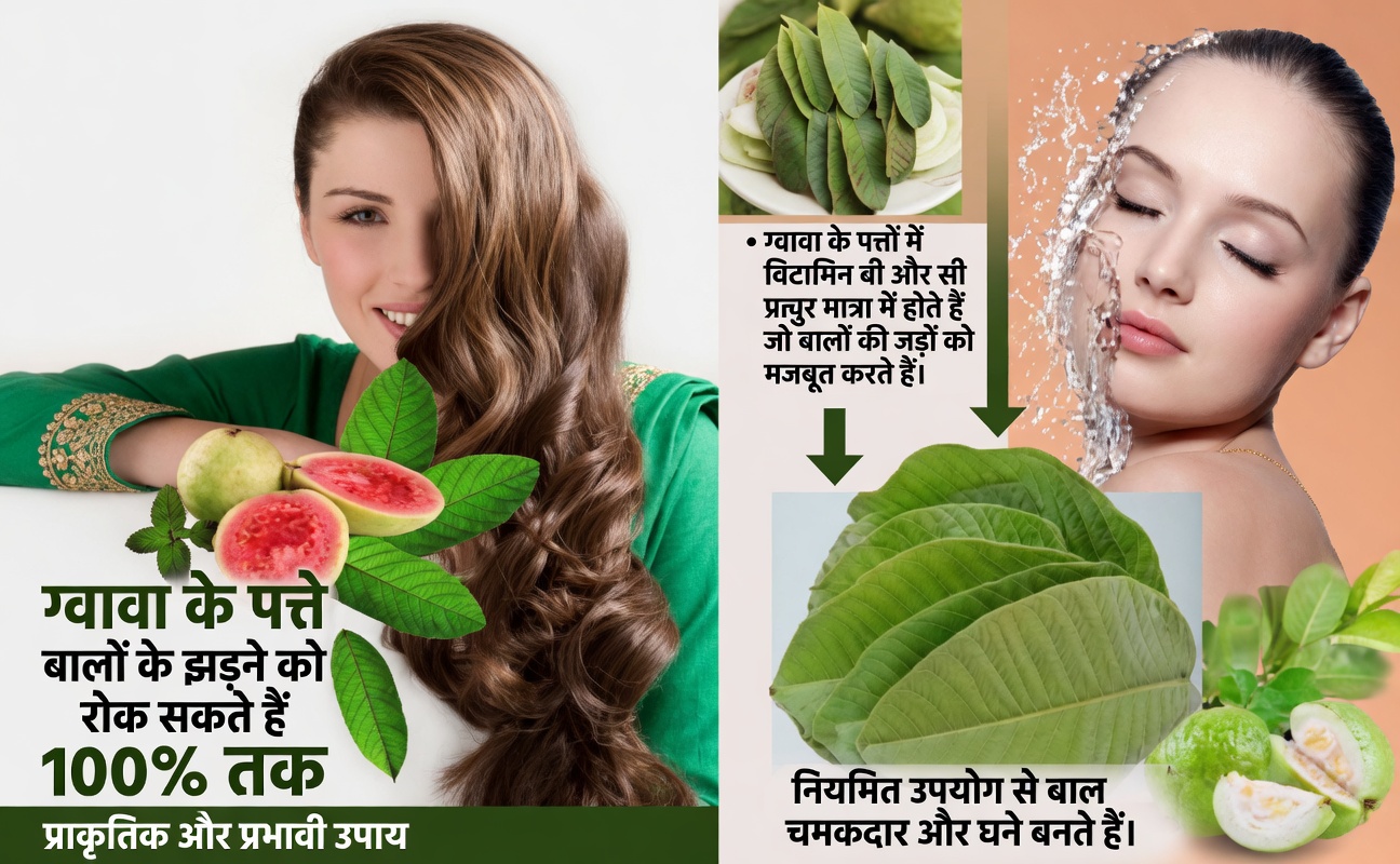 क्या अमरूद की पत्तियाँ स्वस्थ बालों में सहायक हो सकती हैं? संभावित लाभ और उन्हें उपयोग करने का तरीका