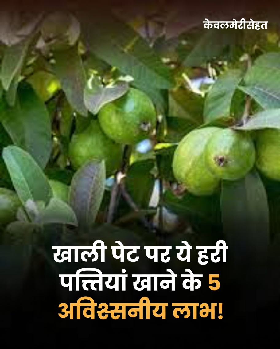 क्या अमरूद की पत्तियाँ स्वस्थ बालों में सहायक हो सकती हैं? संभावित लाभ और उन्हें उपयोग करने का तरीका